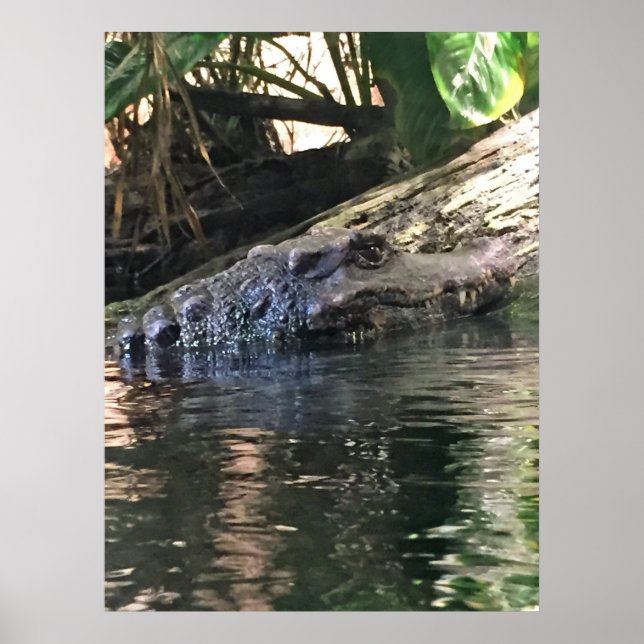 Alligator Photo Poster (Framsidan)