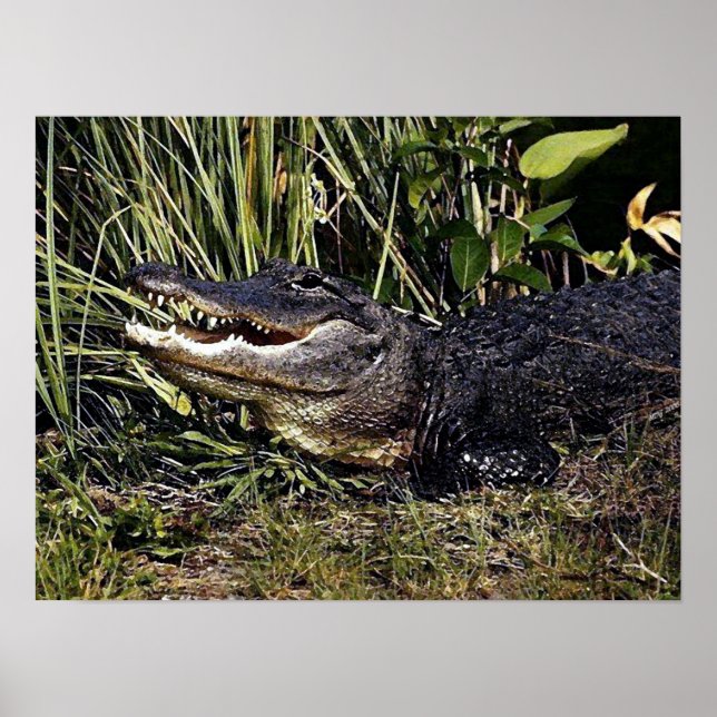 Alligator Porträtt Poster utskrift (Framsidan)