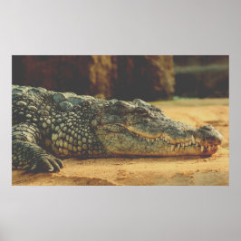 Alligator Poster