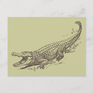 Alligator Realistic Illustration Vykort