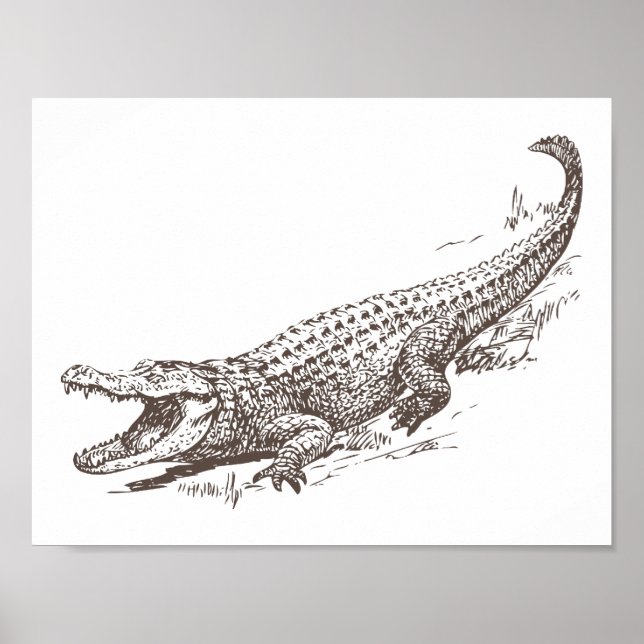 Alligator Realistisk Illustration Poster (Framsidan)