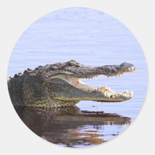 Alligator Runt Klistermärke