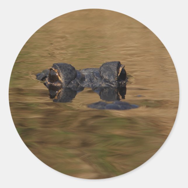 alligator runt klistermärke (Framsida)