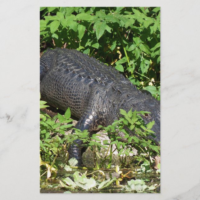 Alligator Silver (Framsida)
