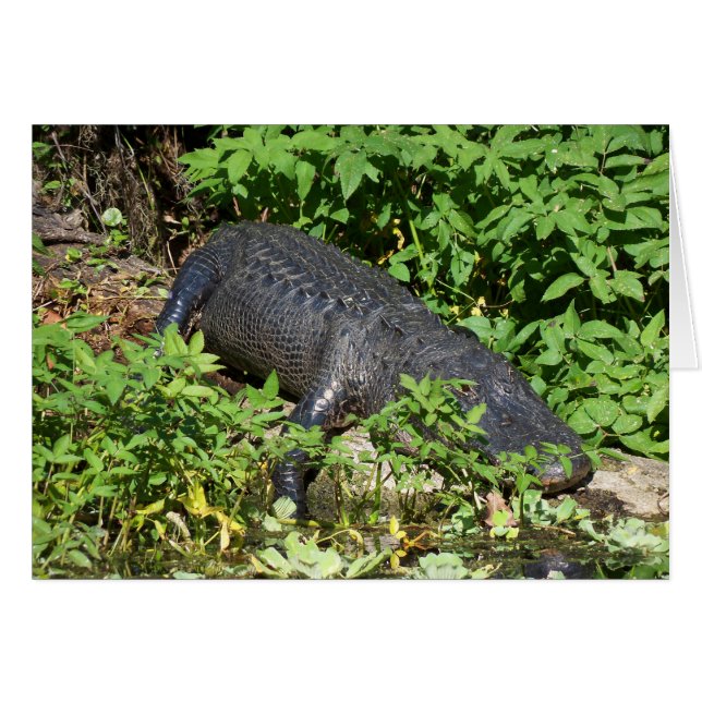 Alligator Silver Hälsningskort (Framsidan Horizontal)