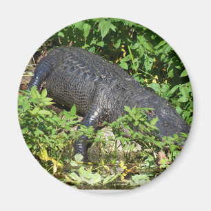 Alligator Silver Magnet