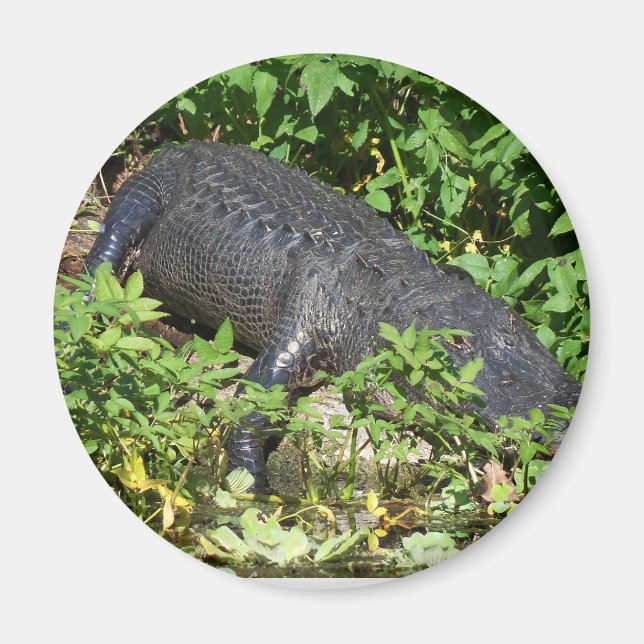 Alligator Silver Magnet (Framsidan)