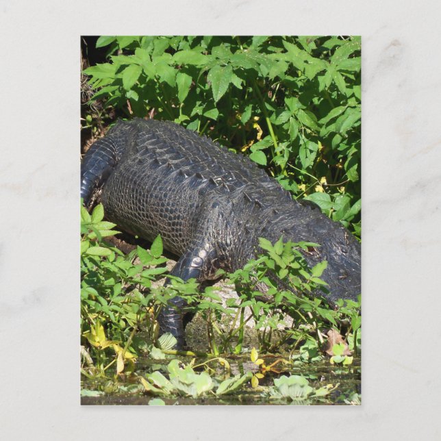 Alligator Silver Vykort (Framsida)