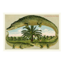 Alligator Skriv ut 1