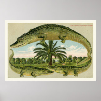 Alligator Skriv ut 1 Poster