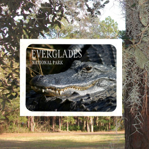 Alligator Smile, Everglades National Park, Florida Magnet