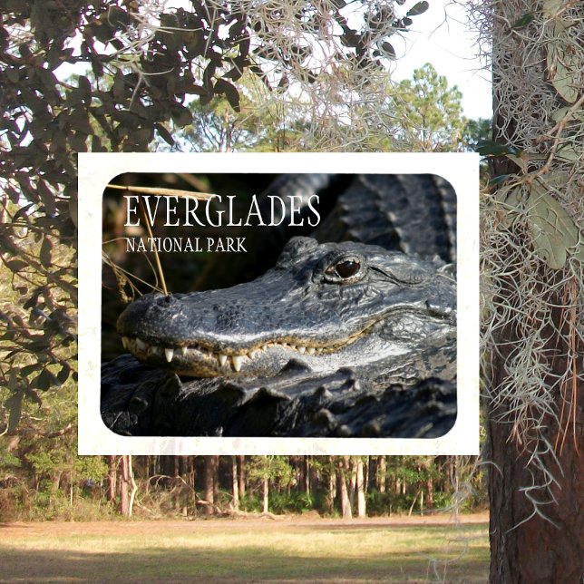 Alligator Smile, Everglades National Park, Florida Magnet (Skapare uppladdad)