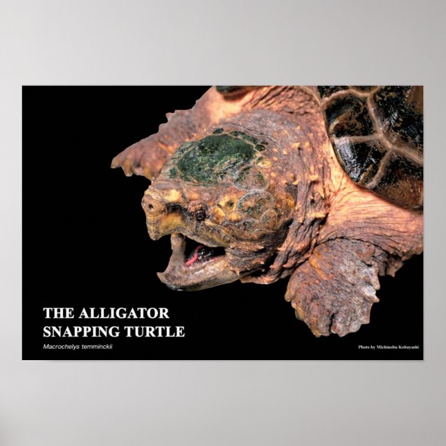 Alligator Snapping Turtleのポスター Poster (Framsidan)