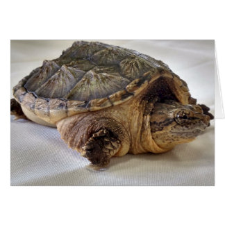 Alligator Snapping Turtle Hälsningskort