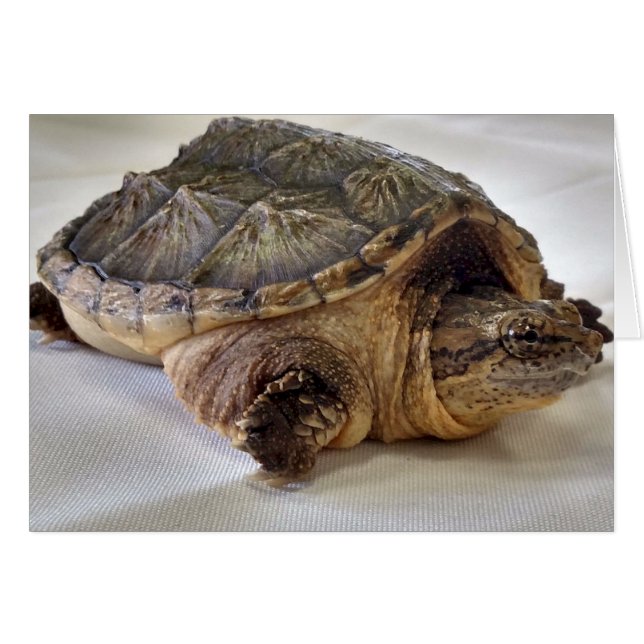 Alligator Snapping Turtle Hälsningskort (Framsidan Horizontal)