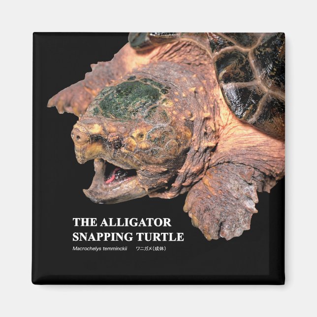 Alligator snapping turtle magnet (Framsidan)