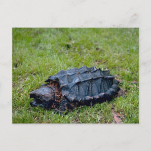Alligator Snapping Turtle Vykort