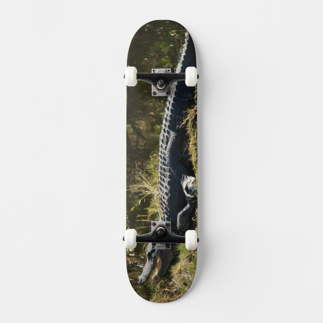 Alligator solarar på träskbank skateboard bräda 21,5 cm (Framsida)