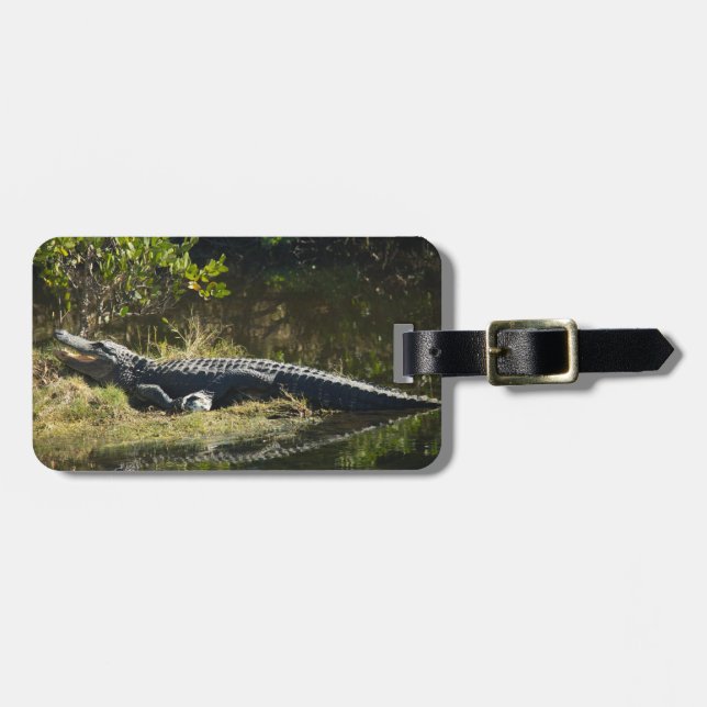 Alligator solbadar på träskbank bagagebricka (Horisontell Framsida)
