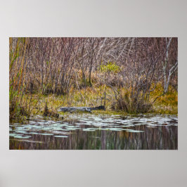 Alligator solbadar vid Galliard Lake, Dauphin Isla Poster