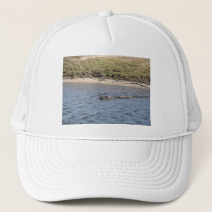 Alligator som simmar i Floridas vatten Keps