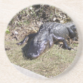 Alligator som slappnar på ljusa Everglades-gräs Underlägg