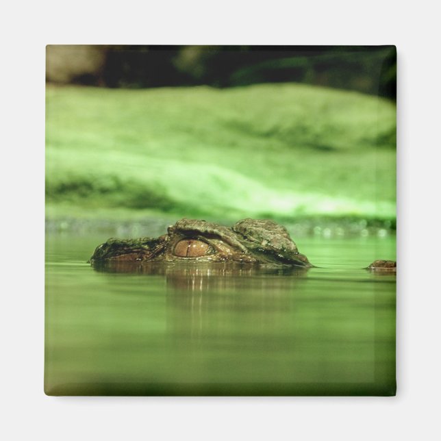 Alligator som tittar ut ur vattnet Magnet (Framsidan)