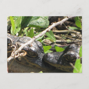 Alligator Spädbarn vykort