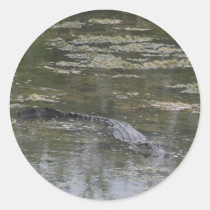 Alligator Stickers Runt Klistermärke