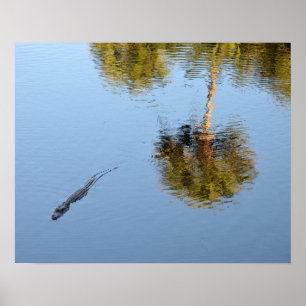 Alligator Swimming i South Carolina Pond Poster