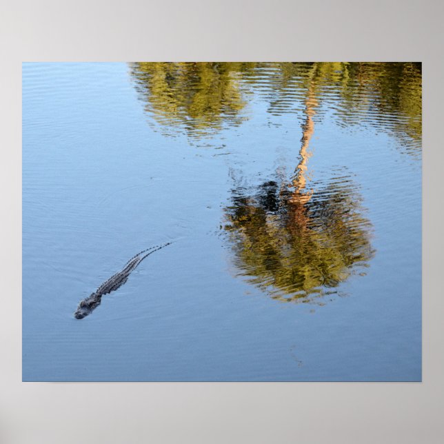 Alligator Swimming i South Carolina Pond Poster (Framsidan)