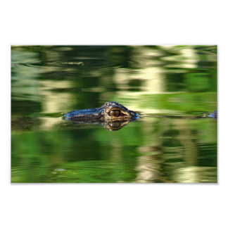 Alligator under Vatten Fototryck