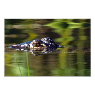 Alligator under Vatten Fototryck