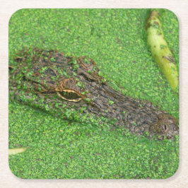 Alligator Underlägg Papper Kvadrat