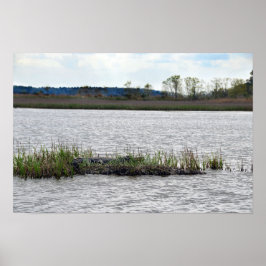 Alligator vid Bear Island, South Carolina Poster