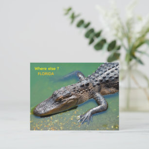 Alligator vid florida vykort