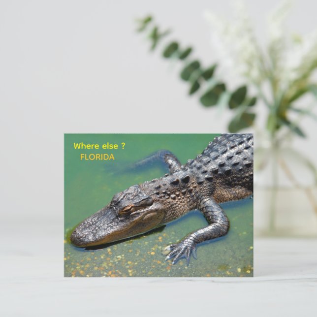 Alligator vid florida vykort (Stående Fram)
