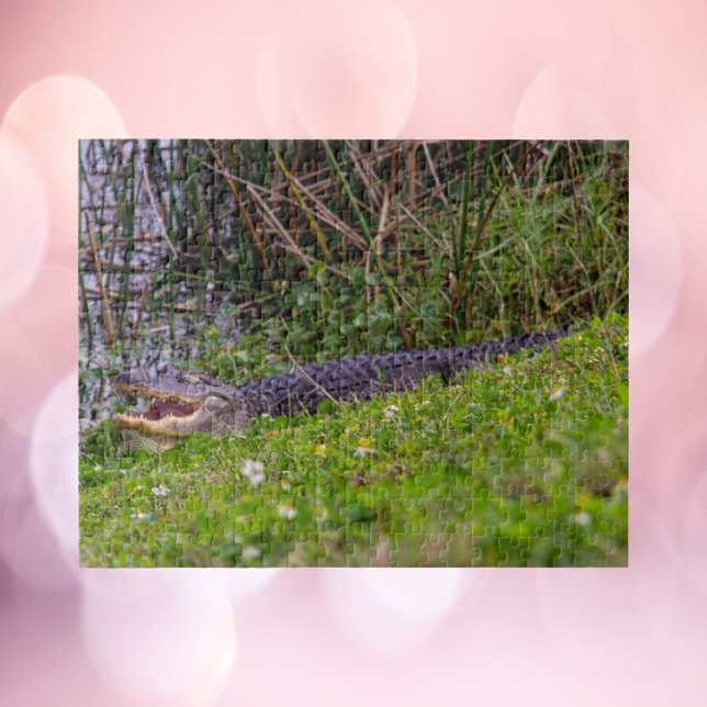 Alligator vid Florida Wetlands Fotografi Pussel (A puzzle of an alligator enjoying the grass at some wetlands in Florida)
