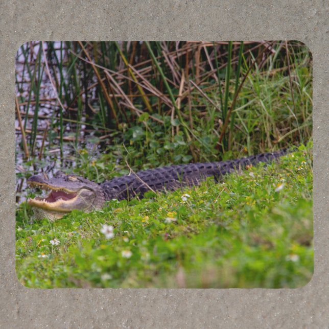 Alligator vid Floridas våtmarker Fotografi Musmatta (A mouse pad featuring a photo of an alligator relaxing in the grass at a Florida wetland.)