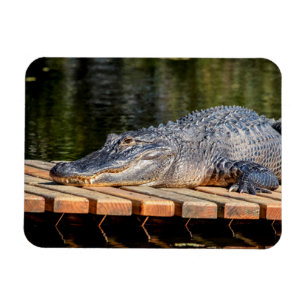 Alligator vid Homosassa Vår Wildlife State Park Magnet