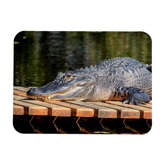 Alligator vid Homosassa Vår Wildlife State Park Magnet (Horisontell)
