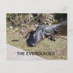 Alligator vilar i Everglades-solsken Vykort