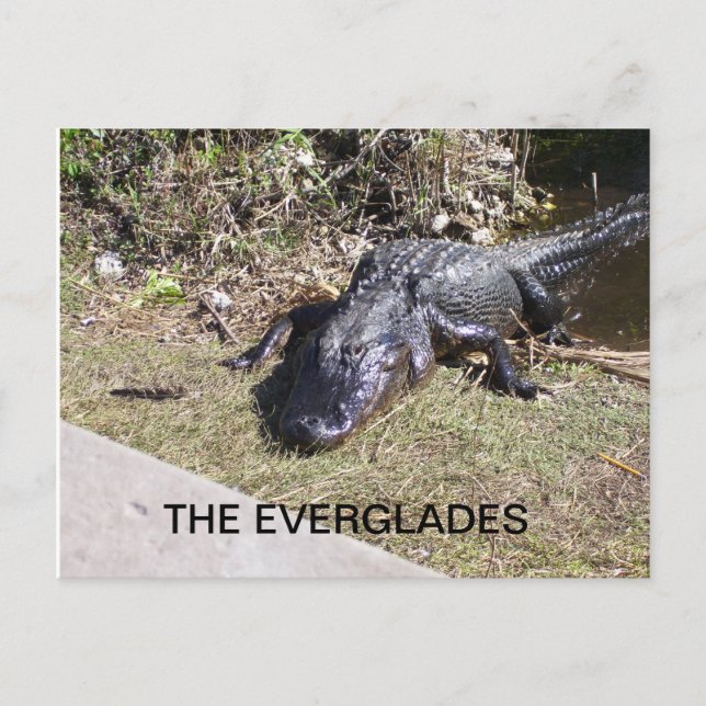 Alligator vilar i Everglades-solsken Vykort (Framsida)