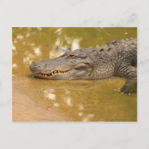 Alligator Vykort