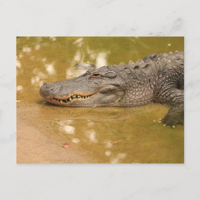 Alligator Vykort (Framsida)