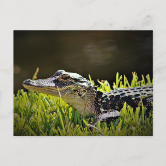 Alligator vykort