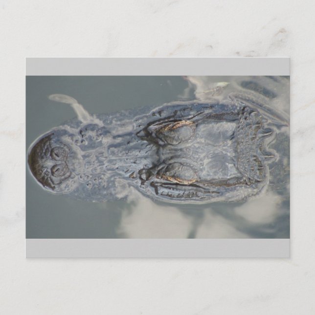 Alligator Vykort (Framsida)