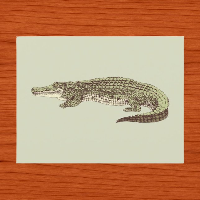 Alligator vykort (Skapare uppladdad)