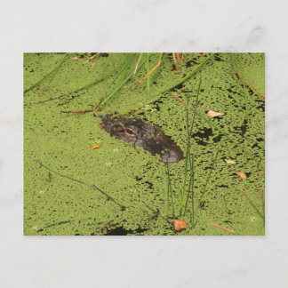 Alligator Vykort