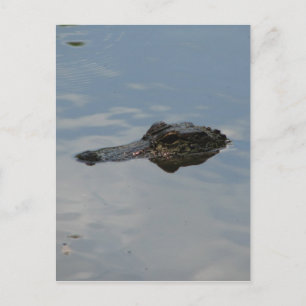Alligator Vykort